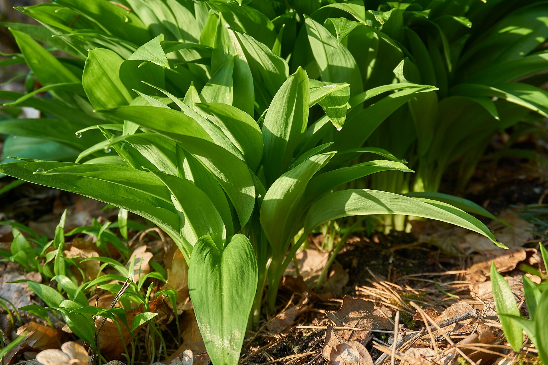 bears-garlic-3315974_1920