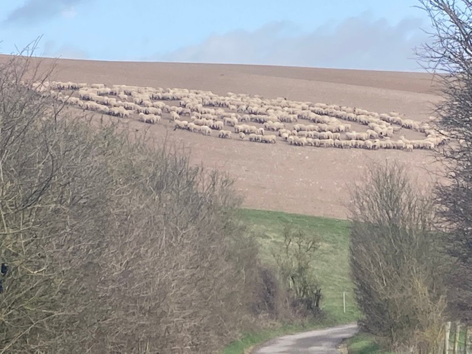 Un &laquo;&nbsp;Crop Circle&nbsp;&raquo;… de moutons&nbsp;!