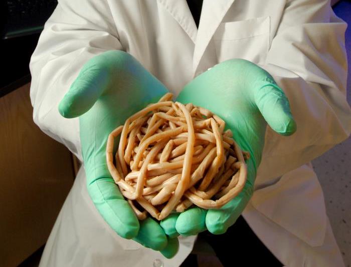 Les parasites détruisent la santé : déparasitez-vous !