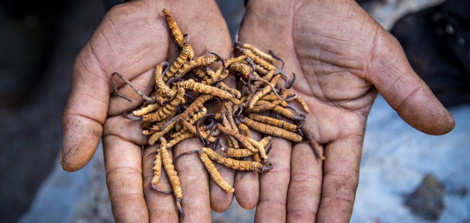 Ce champignon du Tibet a une réputation de prolonger la vie