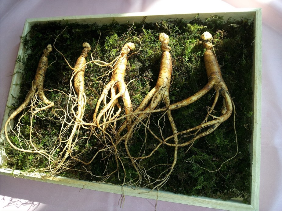 Ginseng, plante très importante de la médecine chinoise
