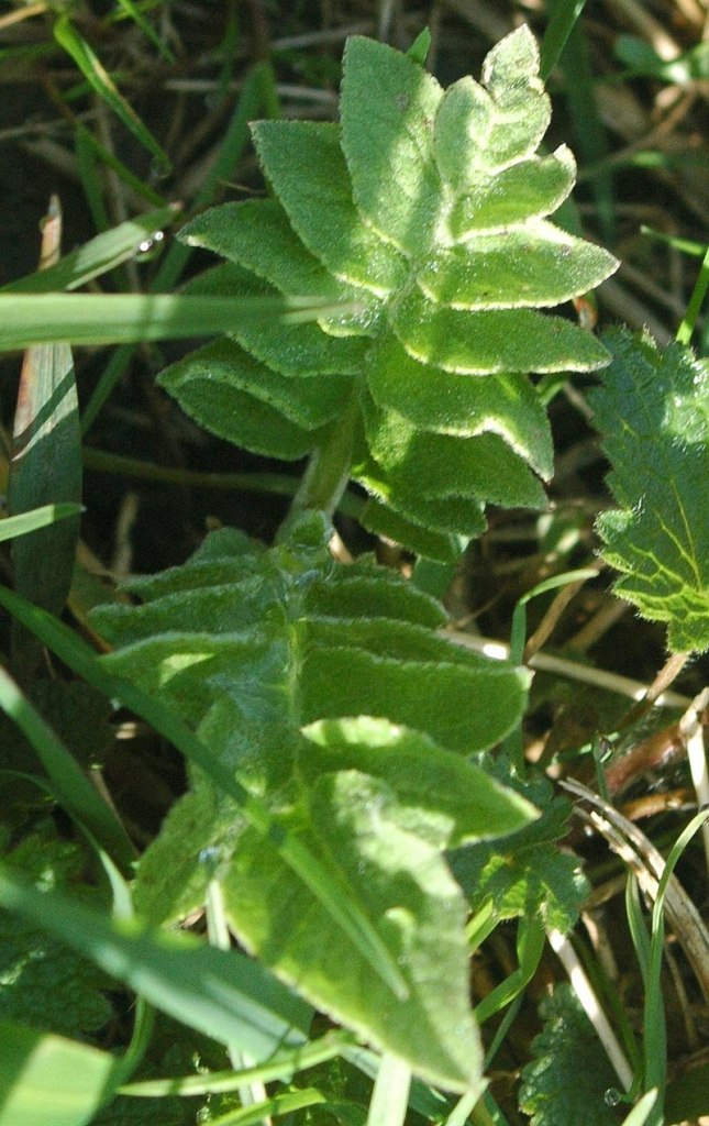 Leuzea (ou Rhaponticum carthamoides)