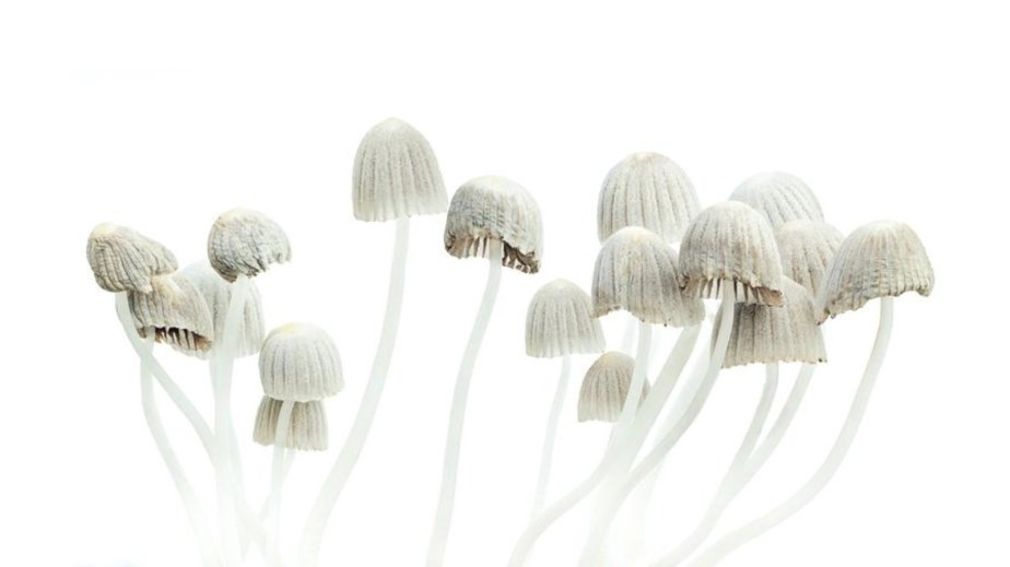 champignon hallucinogène 