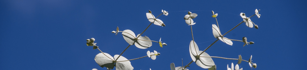 huile essentielle d'eucalyptus radiata