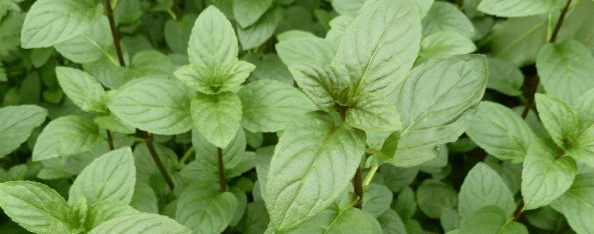 menthe poivrée, une huile essentielle à avoir sous la main