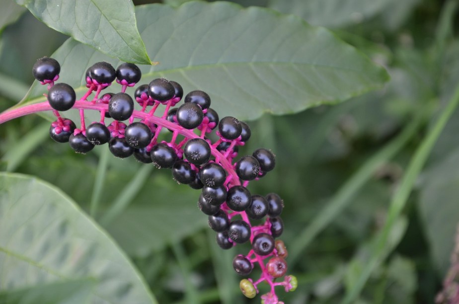 Racine de poke (Phytolacca americana) : une alliée puissante pour le drainage lymphatique… et une synchronicité&nbsp;troublante